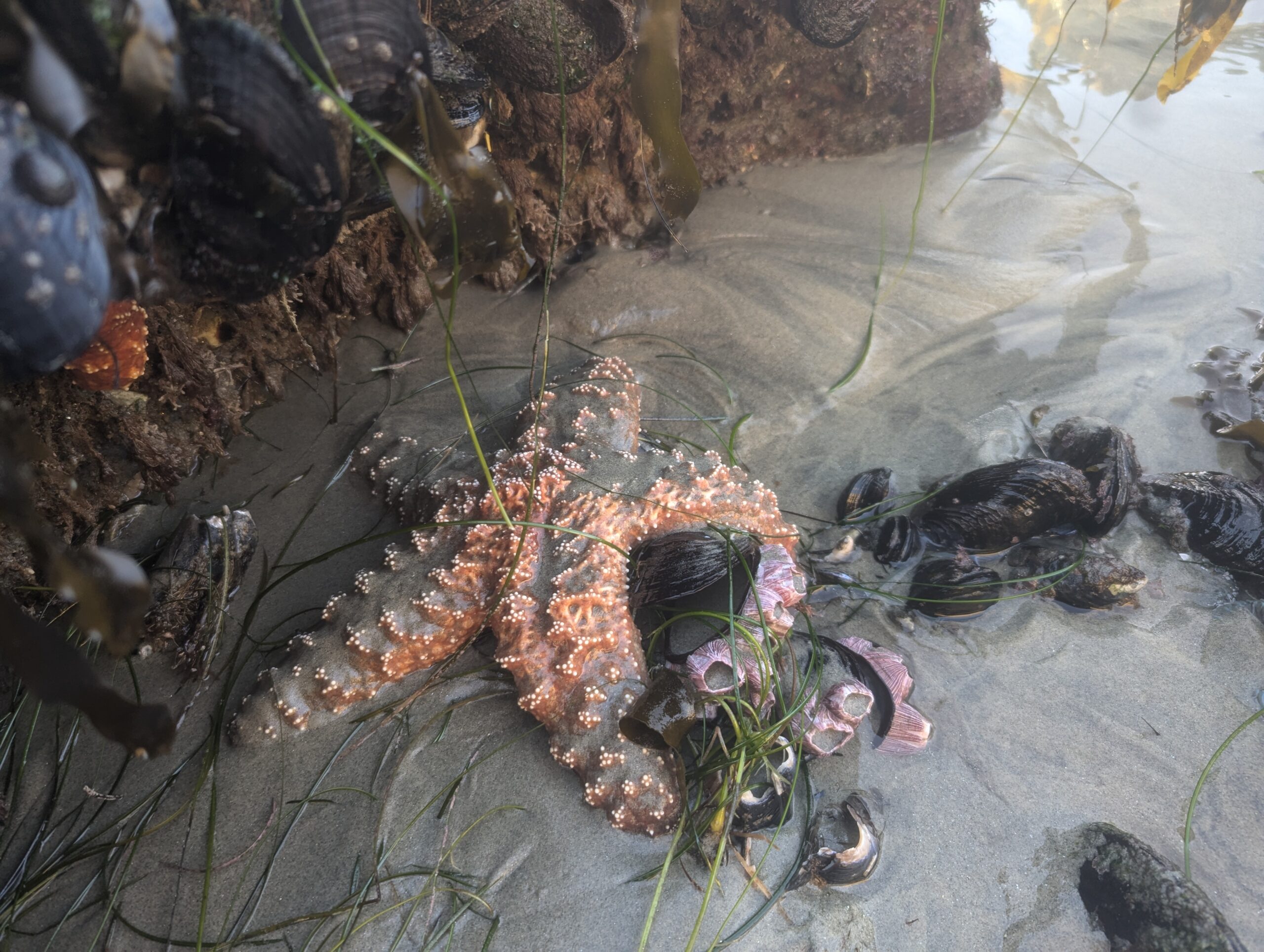 Tide pool eco tour Ochre Sea Star